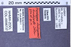 Etiketten zu Loebliquasis burckhardti (Dolin, 1997) (NHMW-ZOO-COL-0006737)